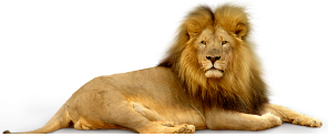 large male lion lying down scanning its surrounds