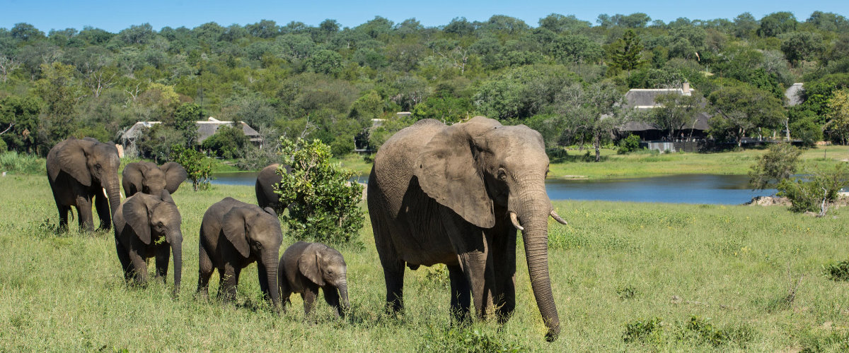 Chitwa Elephant visit