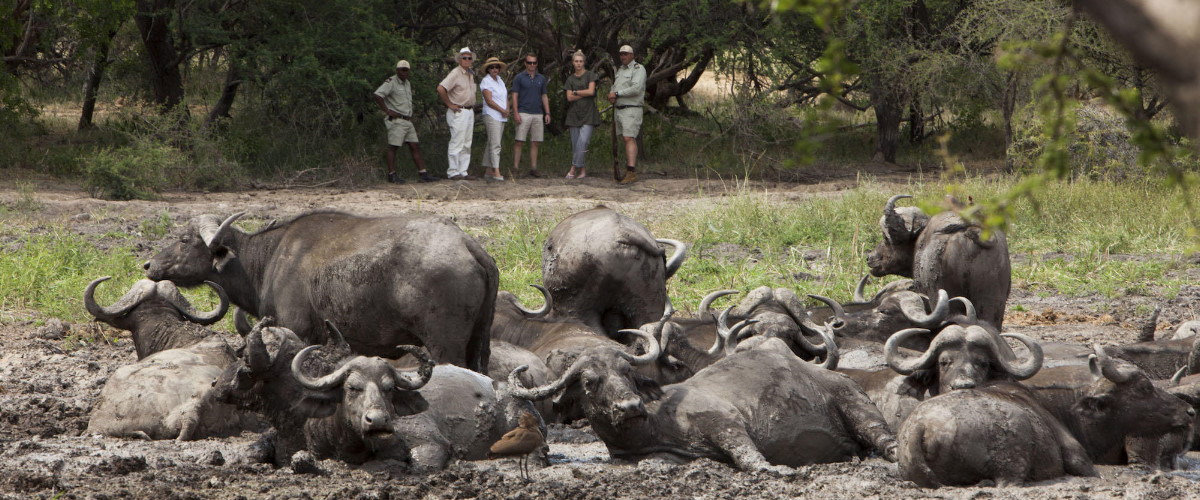 Kapama walking safari