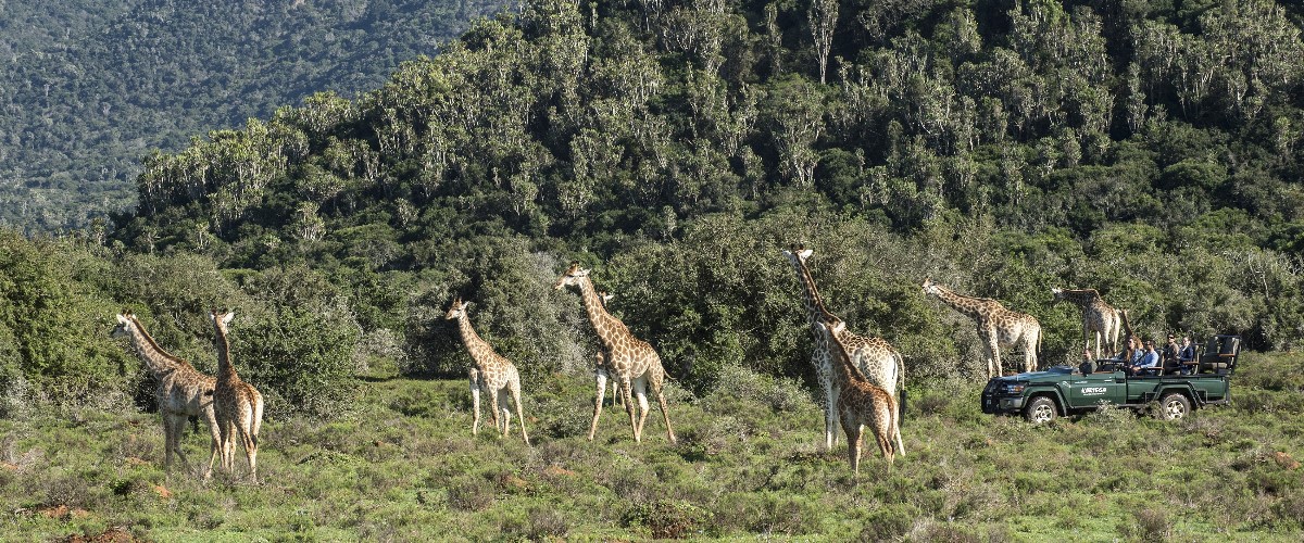 Nine giraffe in a lush green landscape observed by safari guests in a game viewing vehicle.