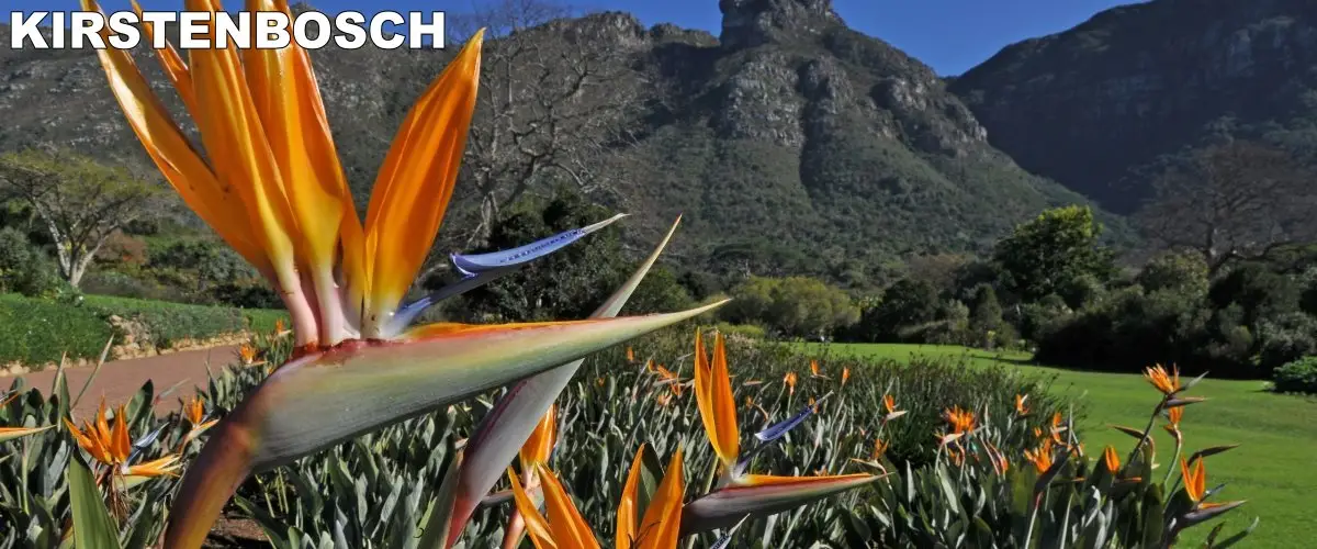 Kirstenbosch_strelitzias-July-Aug