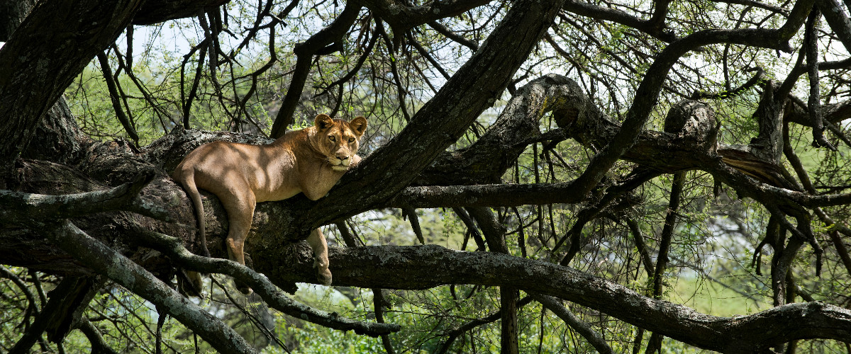 Lake Manyara tree climbing lion