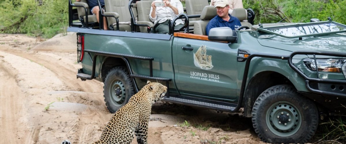 Leopard sighting right next to game viewing vehicle with guests at Leopard Hills Lodge