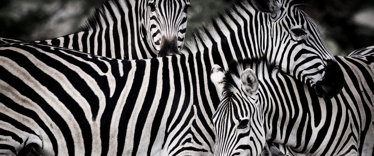A dazzle of zebra, Mombo, Botswana