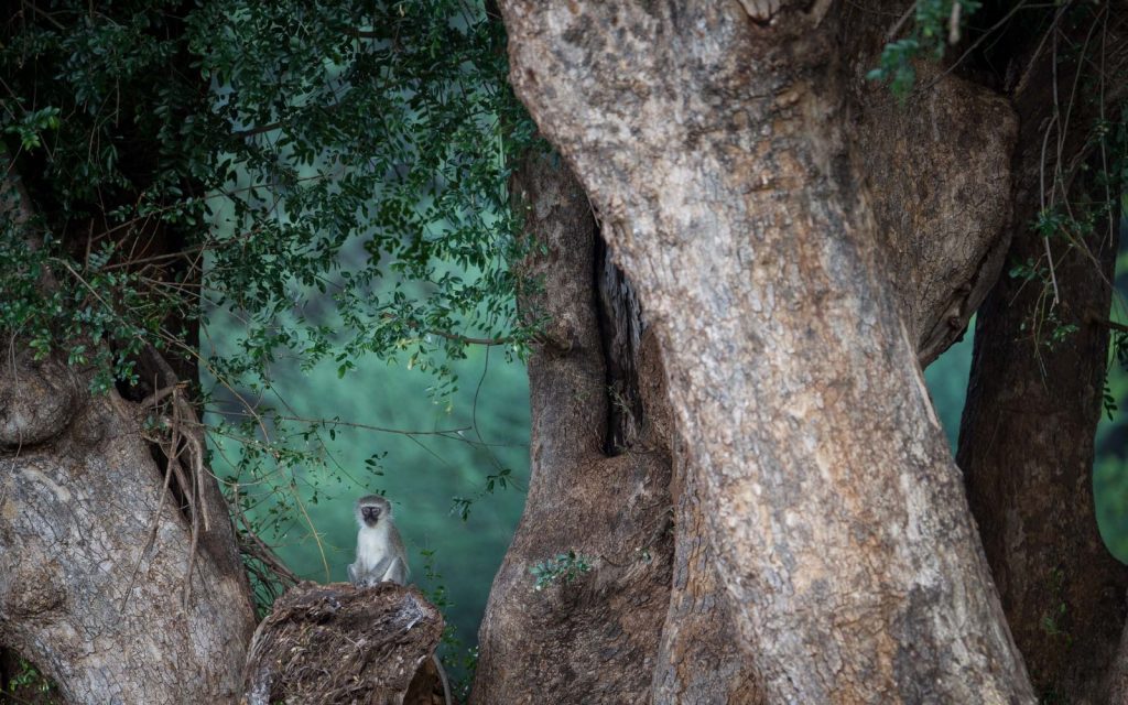 lonely monkey in enormous forest tree at Pafuri Camp in Northern Kruger Park