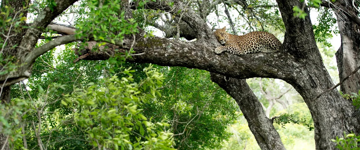 Leopard sighting in a tree in Sabi Sand Reserve, renowned for big cat encounters.