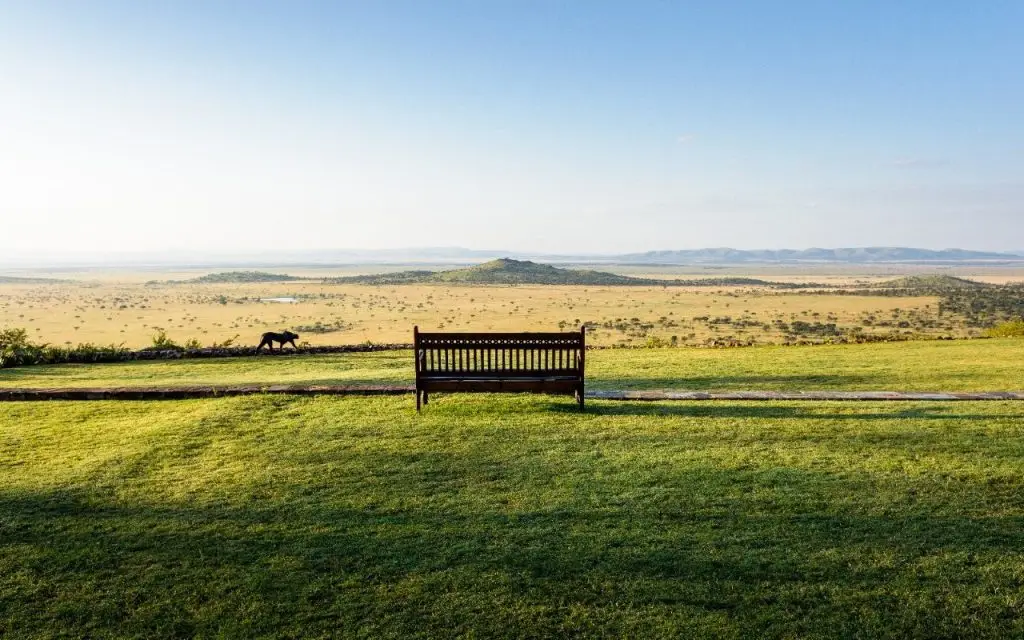Cheetah passing a lonely Sasakwa Lodge bench overlooking the Serengeti.