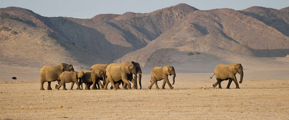 Wilderness Damaraland elephants