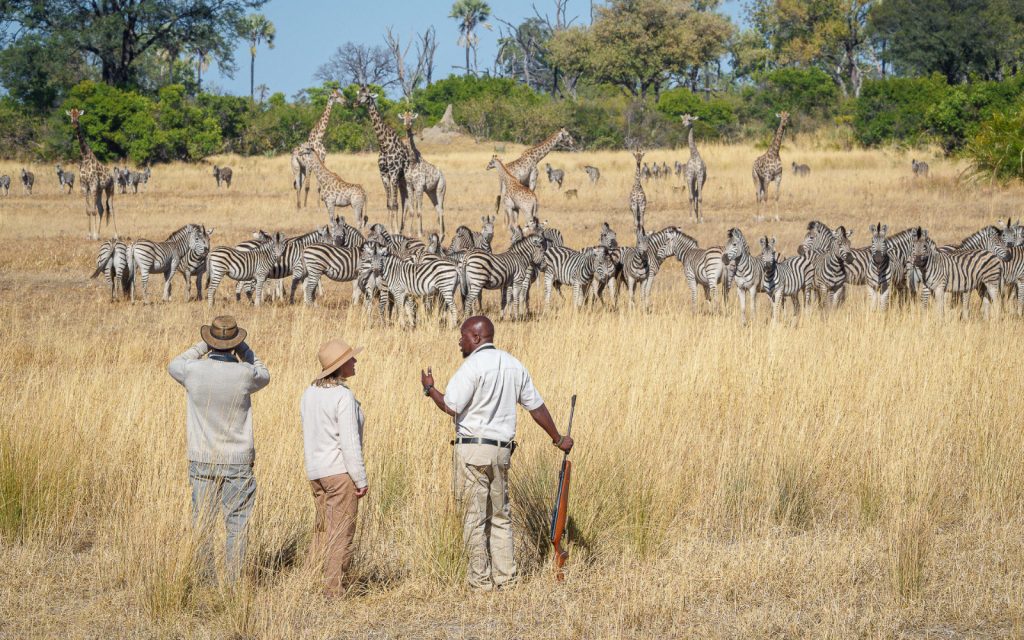 armed ranger with 2 Kwetsani Lodge guests on a walking safari in a golden Botswana field with lots of zebra and giraffe