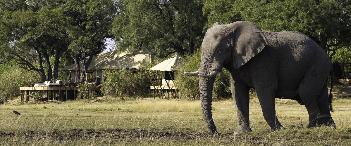 Zarafa Camp elephant visit