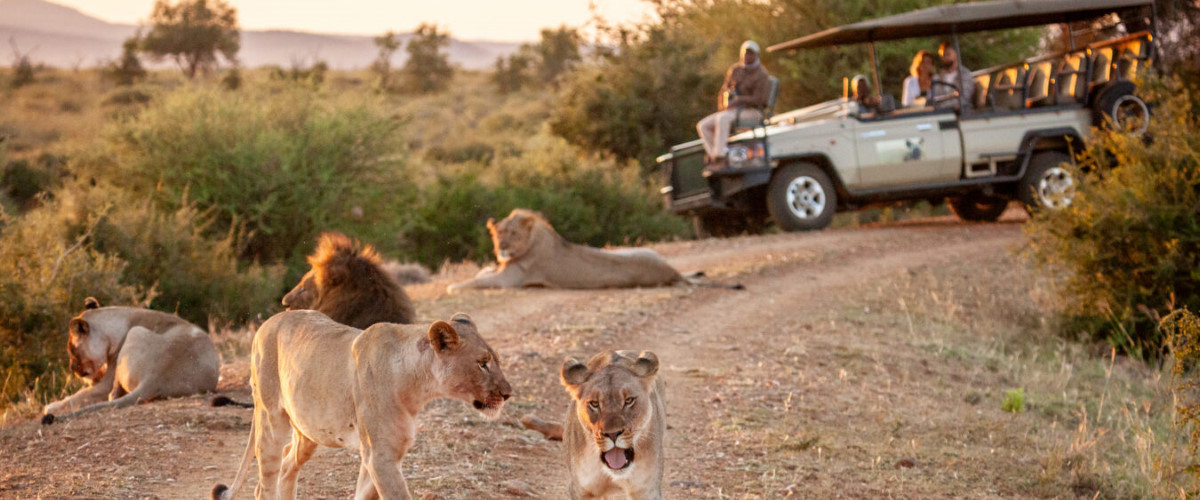 madikwe-hills-mvr-safari-lions-05-1350x900