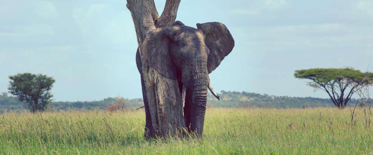 tser Singita-Mara-River-Wildlife10