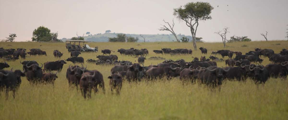 tser ab Klein's 2014-103