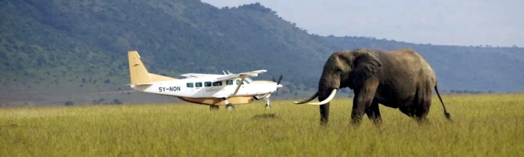 Small plane on African field taxiing past an elephant.
